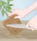 Grow Lemon Trees Indoors