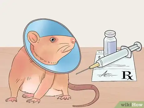 Image titled Desex a Pet Rat Step 6