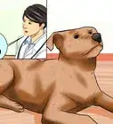 Surrender a Dog