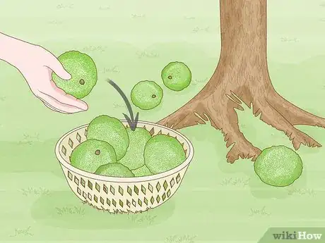 Image titled Grow Osage Oranges Step 1