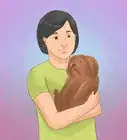 Take Care of a Shih Tzu