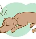 Recognize a Dying Dog