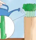 Propagate Geraniums from Cuttings