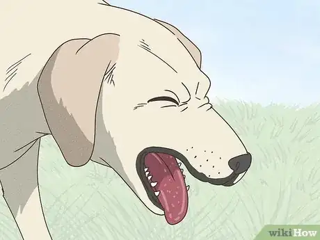 Image titled Spot Signs of Pancreatitis in Dogs Step 6