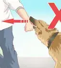 Stop a Dog Chase from Becoming an Attack