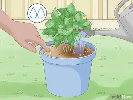 Image titled Plant Hydrangeas Step 11
