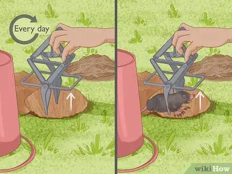Image titled Catch Moles Step 6