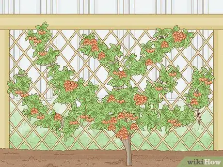 Image titled Plant Pyracantha Step 13