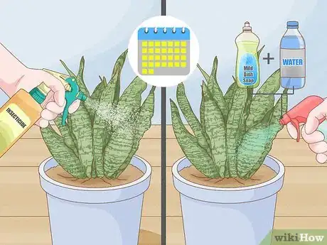 Image titled Control Scale Insects on Indoor Plants Step 3