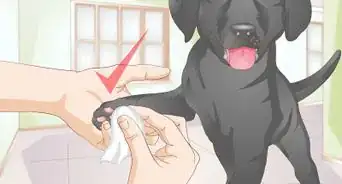 Shower a Puppy