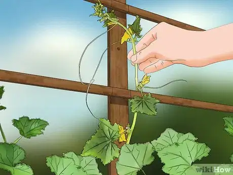 Image titled Prune Cucumber Plants Step 8
