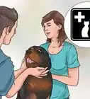 Choose a Pet