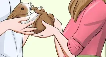 Win a Rabbit's Trust