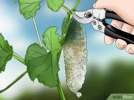 Image titled Prune Cucumber Plants Step 6
