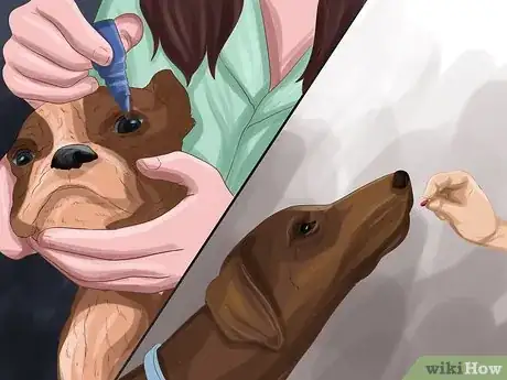 Image titled Treat Dog Eye Infection Step 6