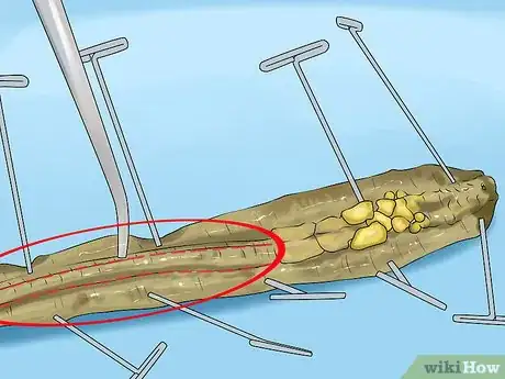 Image titled Dissect a Worm Step 16