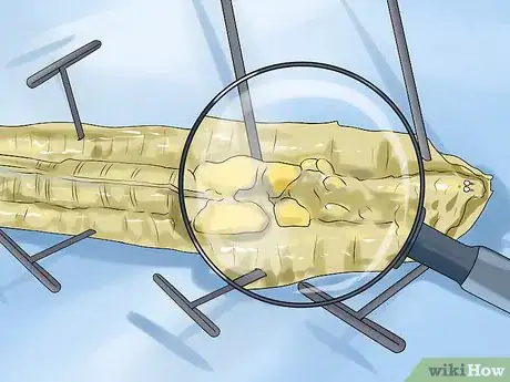 Image titled Dissect a Worm Step 10