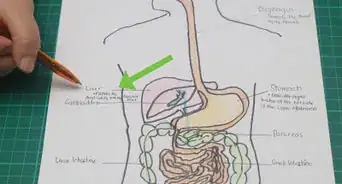 Draw a Model of the Digestive System