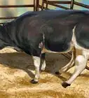 Sort Cows