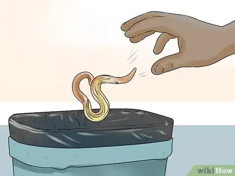 Image titled Dissect a Worm Step 19