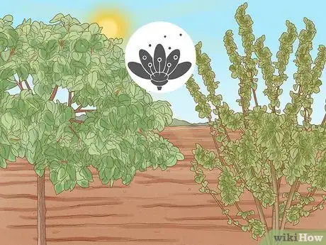 Image titled Grow Quince Step 4