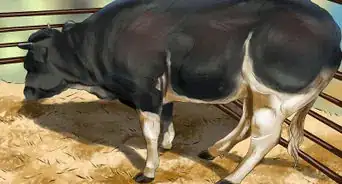 Sort Cows