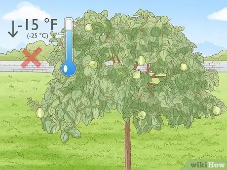 Image titled Grow Quince Step 1
