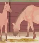 Settle a Horse Into New Surroundings