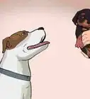 Handle a Mother Dog Refusing to Stay with Her Puppies