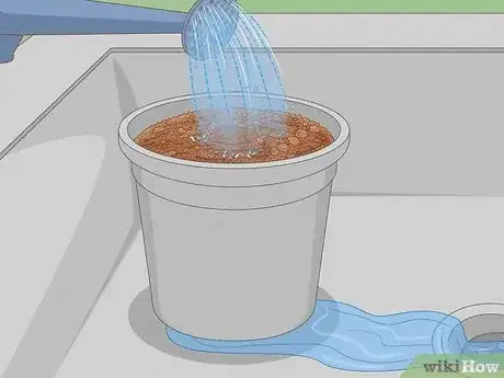 Image titled Grow Nutmeg Step 9