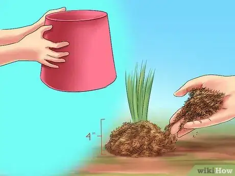 Image titled Winterize Calla Lily Bulbs Step 12