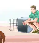 Train English Springer Spaniels