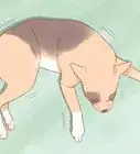 Know When Your Dog is Sick