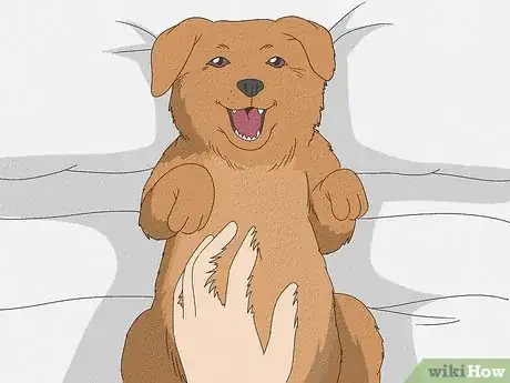 Image titled Tickle a Dog Step 1