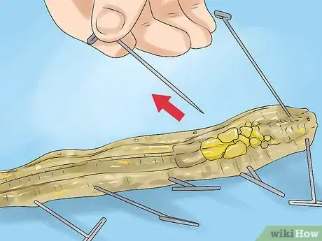 Image titled Dissect a Worm Step 18