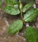 Grow a Rose Bush from a Single Stem or Cutting