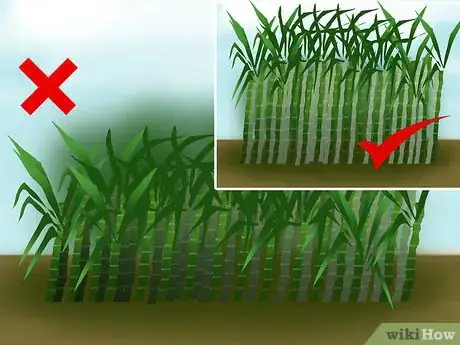 Image titled Harvest Sugar Cane Step 9