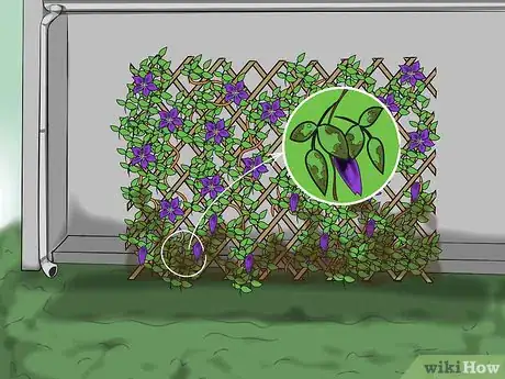 Image titled Prevent Clematis Wilt Step 1