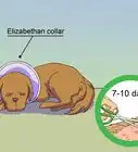 Calm a Male Dog when a Female Is in Heat