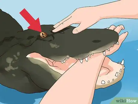 Image titled Avoid an Alligator Attack Step 16