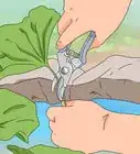 Make a Lotus Pond