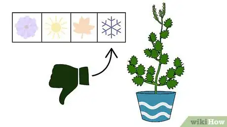 Image titled Grow Patchouli Step 18