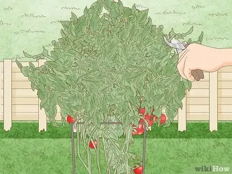 Image titled Prune Patio Tomatoes Step 7