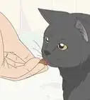 Calm an Aggressive Cat