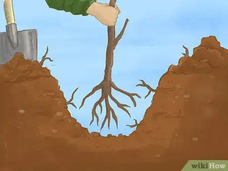 Image titled Plant a Bare Root Tree Step 3