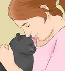 Identify a Bombay Cat