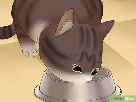 Image titled Eat Without a Cat Begging Step 6