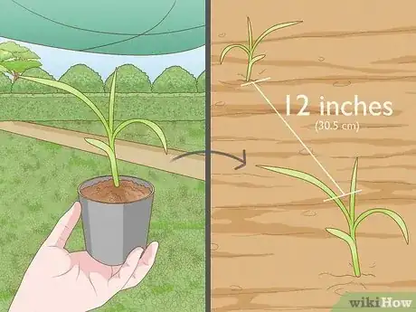 Image titled Plant Switchgrass Step 7
