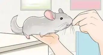 Let a Chinchilla out of its Cage