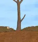 Plant a Bare Root Tree